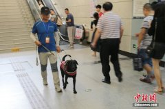 导盲犬“亮相”西安地铁绝地求生外挂站首只即将免费交付盲人使用